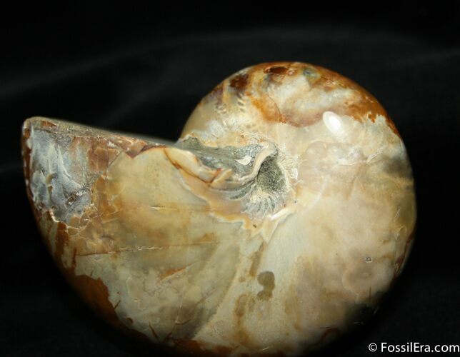 Thick Inch Desmoceras Ammonite #976